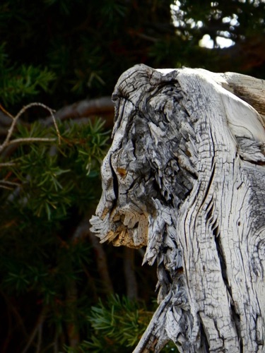 Horse in Wood, Sculpted by Nature